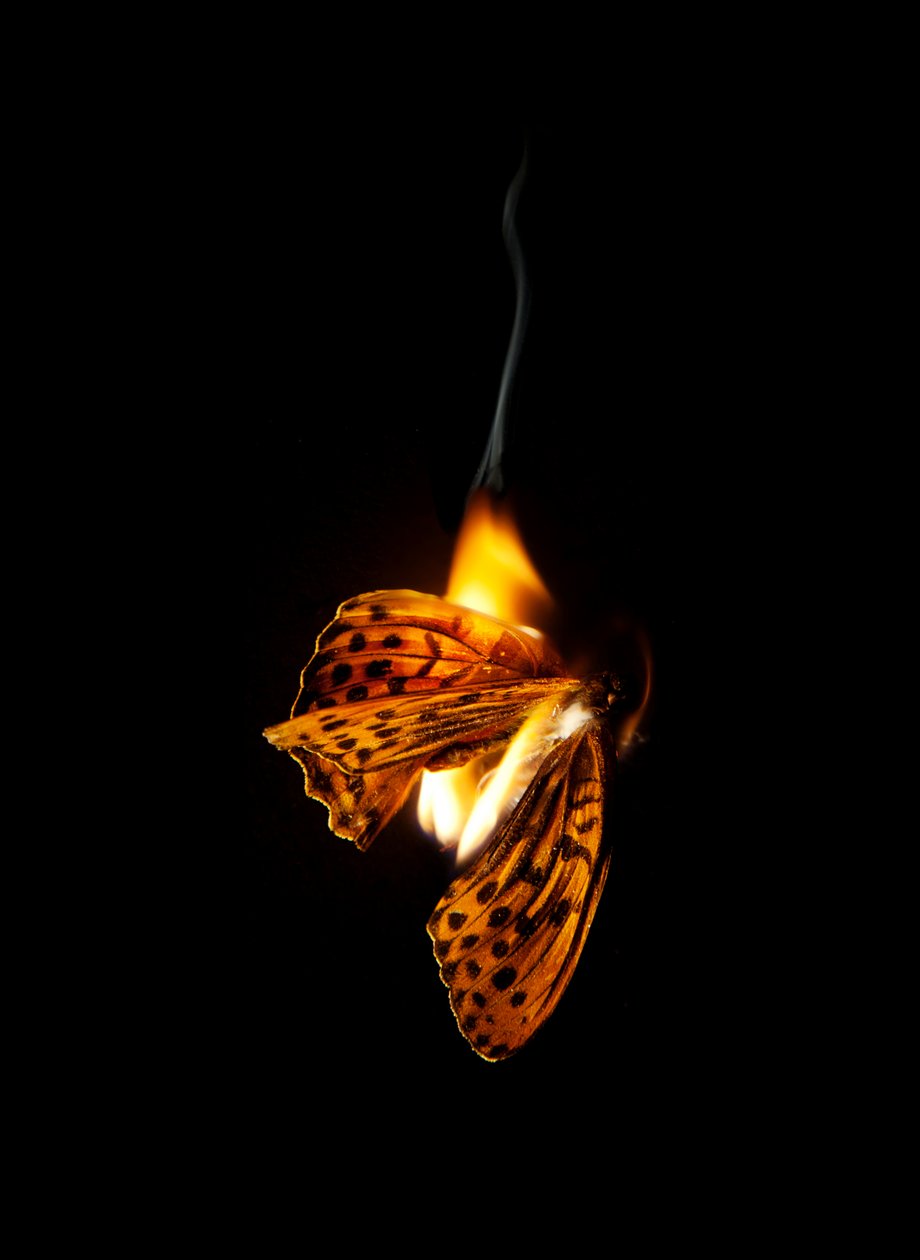  by Mat Collishaw