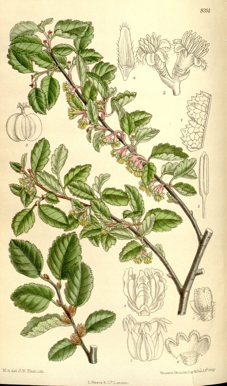 Nothofagus antarktika by J.N. Fitch