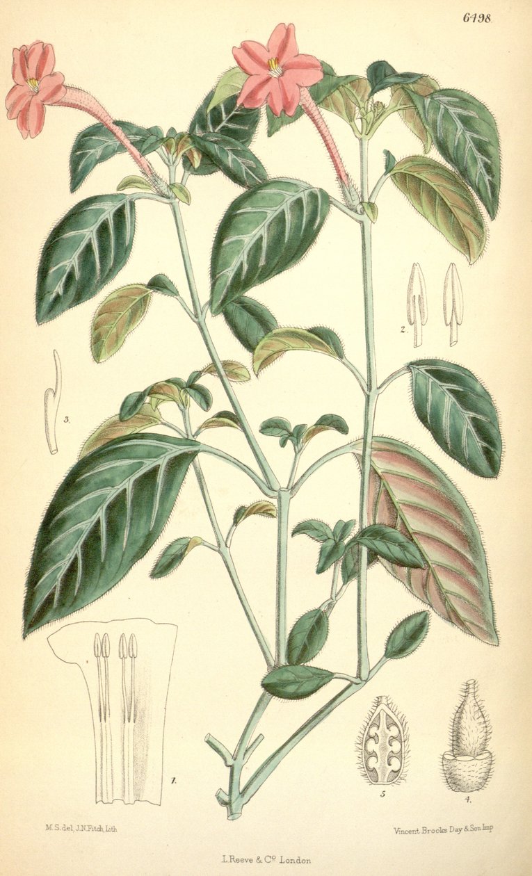 Ruellia portella by Matilda Smith