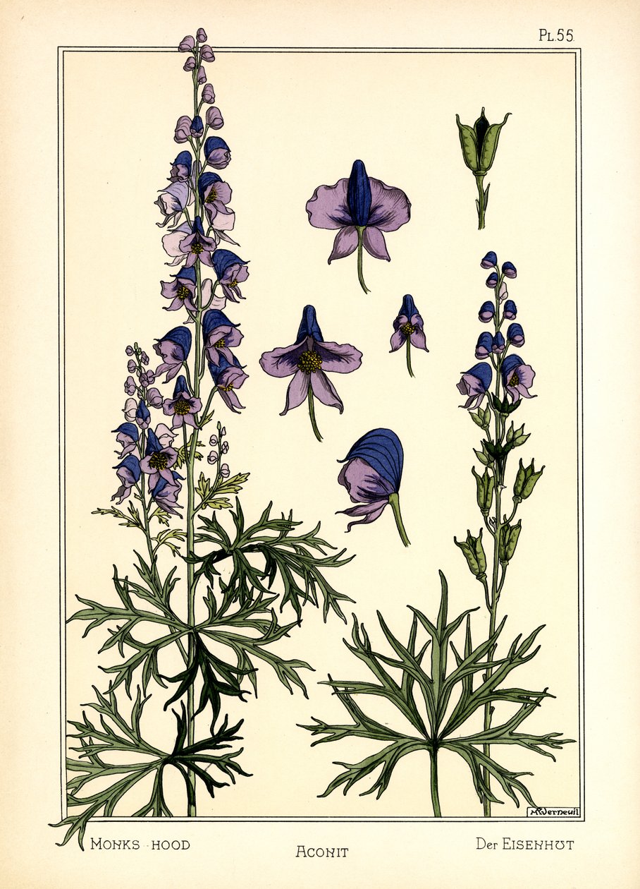 Aconite (renkli taş) by Maurice Pillard Verneuil