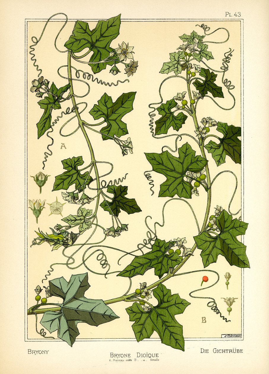 Bryony (renkli taş) by Maurice Pillard Verneuil