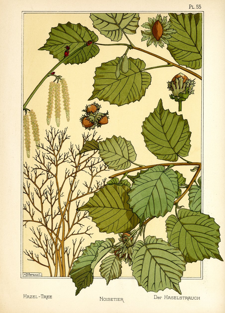 Fındık Ağacı (renkli taş) by Maurice Pillard Verneuil