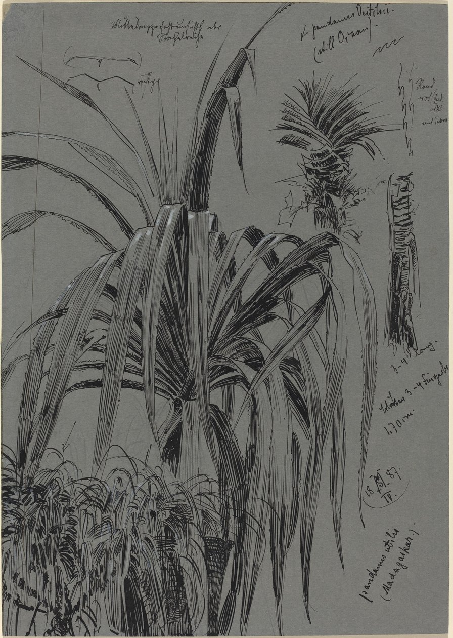 Madagaskar