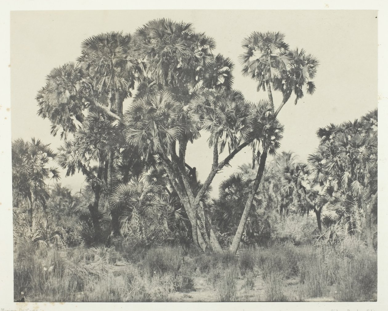 Palmiye ağaçları Doums, Yukarı Mısır, 184951, 1852 basılmış. by Maxime Du Camp