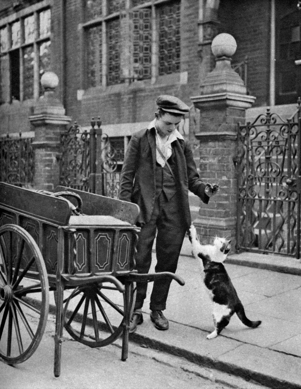 Kedi eti adam, Londra, 1926-1927 by McLeish