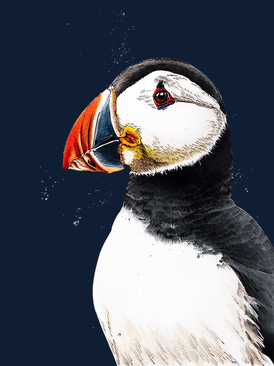 Clive The Puffin Midnight Blue'da, 2020 by Mike Davis