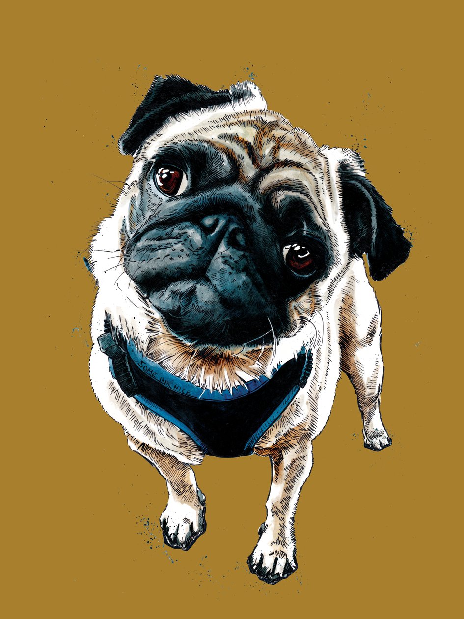Altın Sarısı Üzerine Pug Teddy, 2020 by Mike Davis