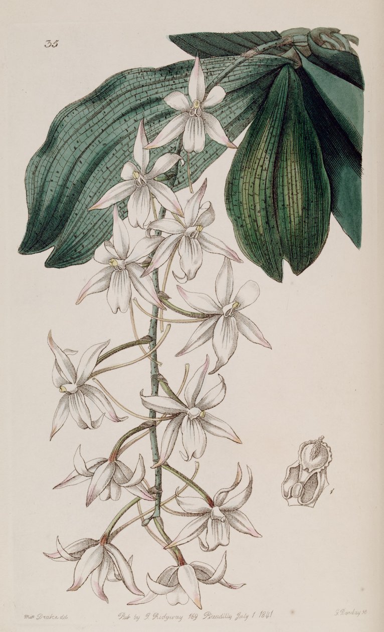Aerangis biloba (sensin. Angraecum bilobum olarak) by Miss Drake