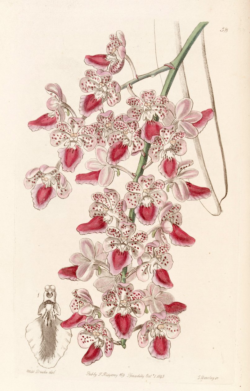 Aerides maculosa (as Aerides maculosum) by Miss Drake