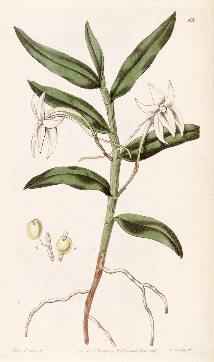 Angraecum mauritianus (sens. Angraecum gladiifolium olarak) by Miss Drake