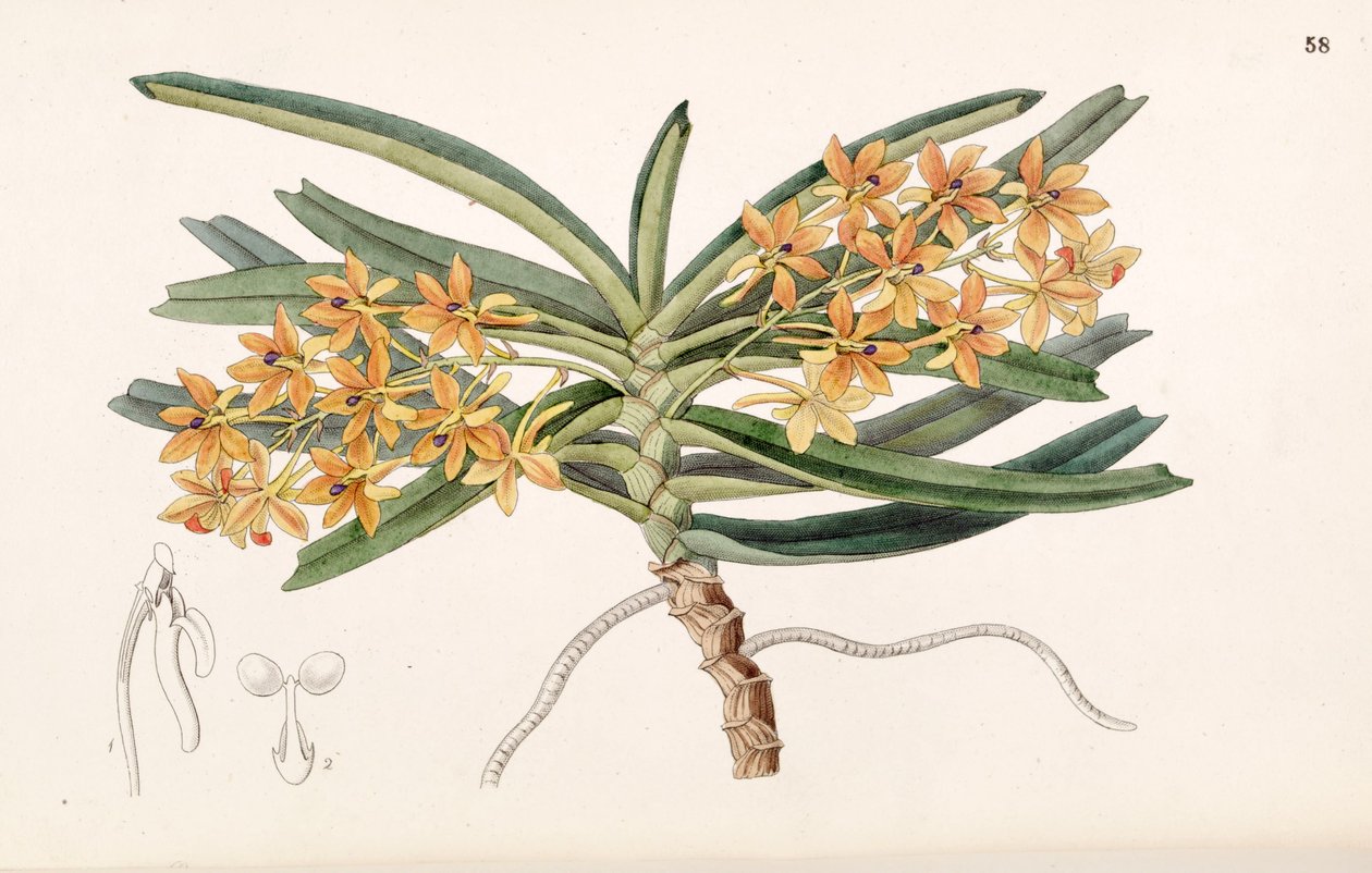 Ascocentrum miniatum (sensin. Saccolabium miniatum olarak) by Miss Drake