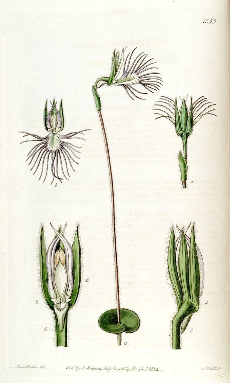 Bartholina burmanniana (sin. Bartholina pectinata olarak) by Miss Drake