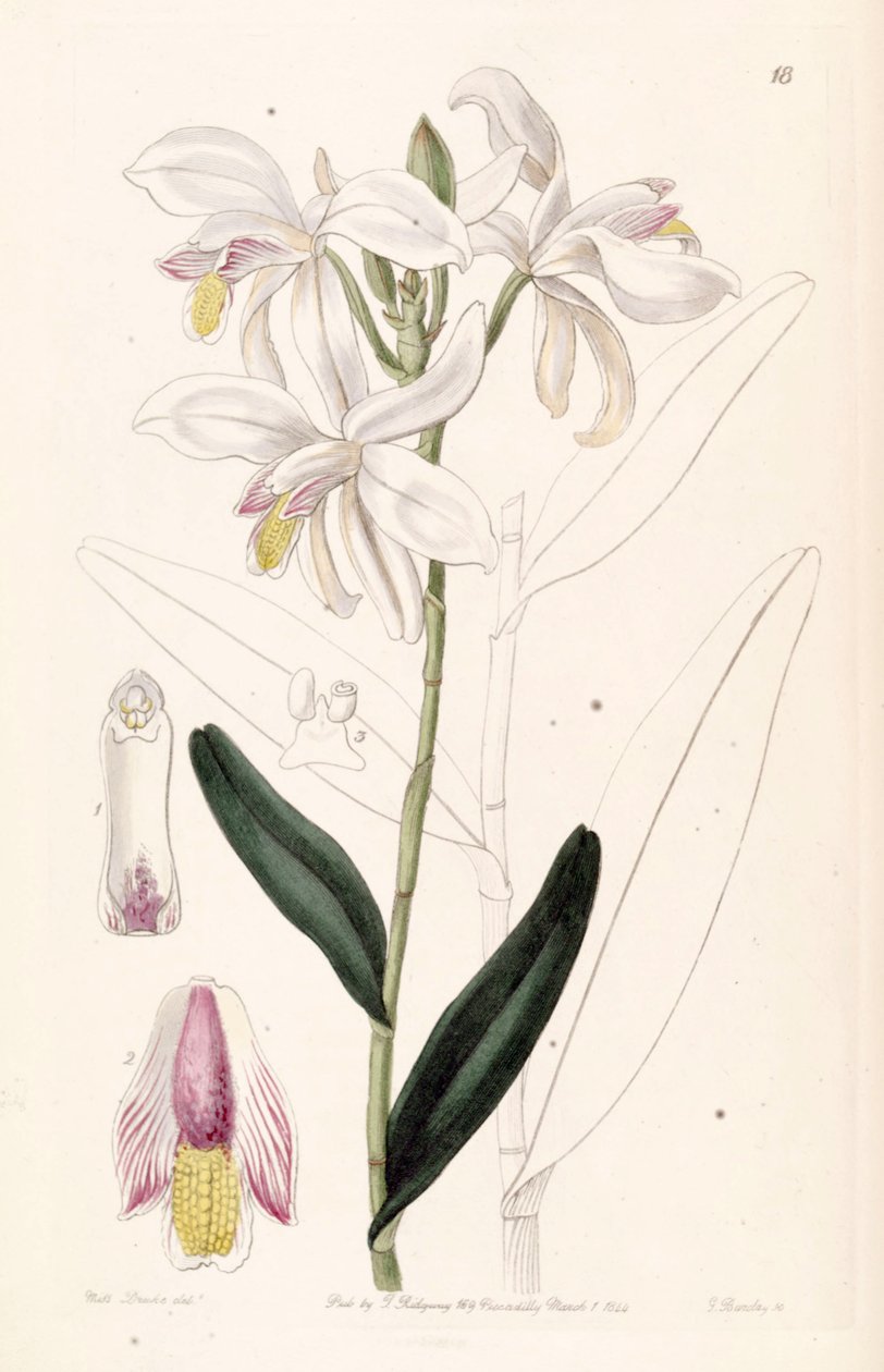 Bromheadia finlaysoniana (sen. Bromheadia palustris olarak) by Miss Drake