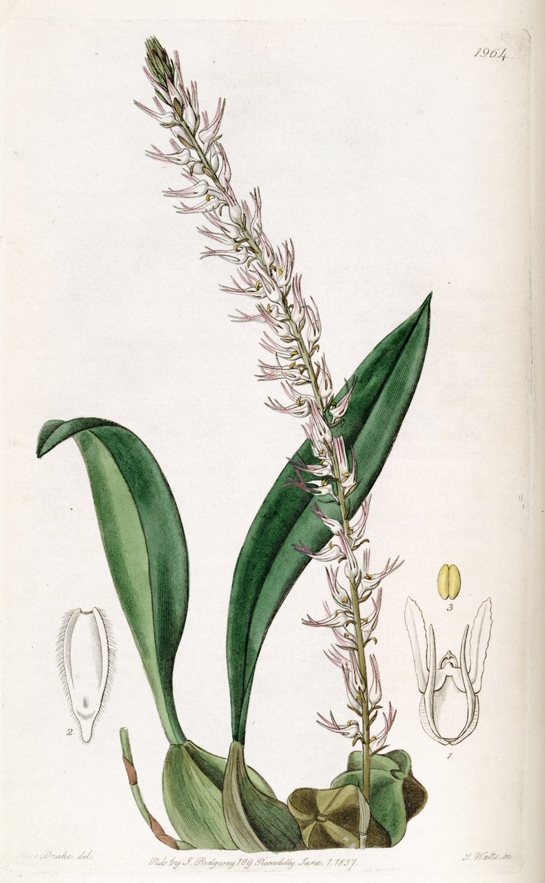 Bulbophyllum cocoinum (Bolbophyllum cocoinum yazıldığından) by Miss Drake