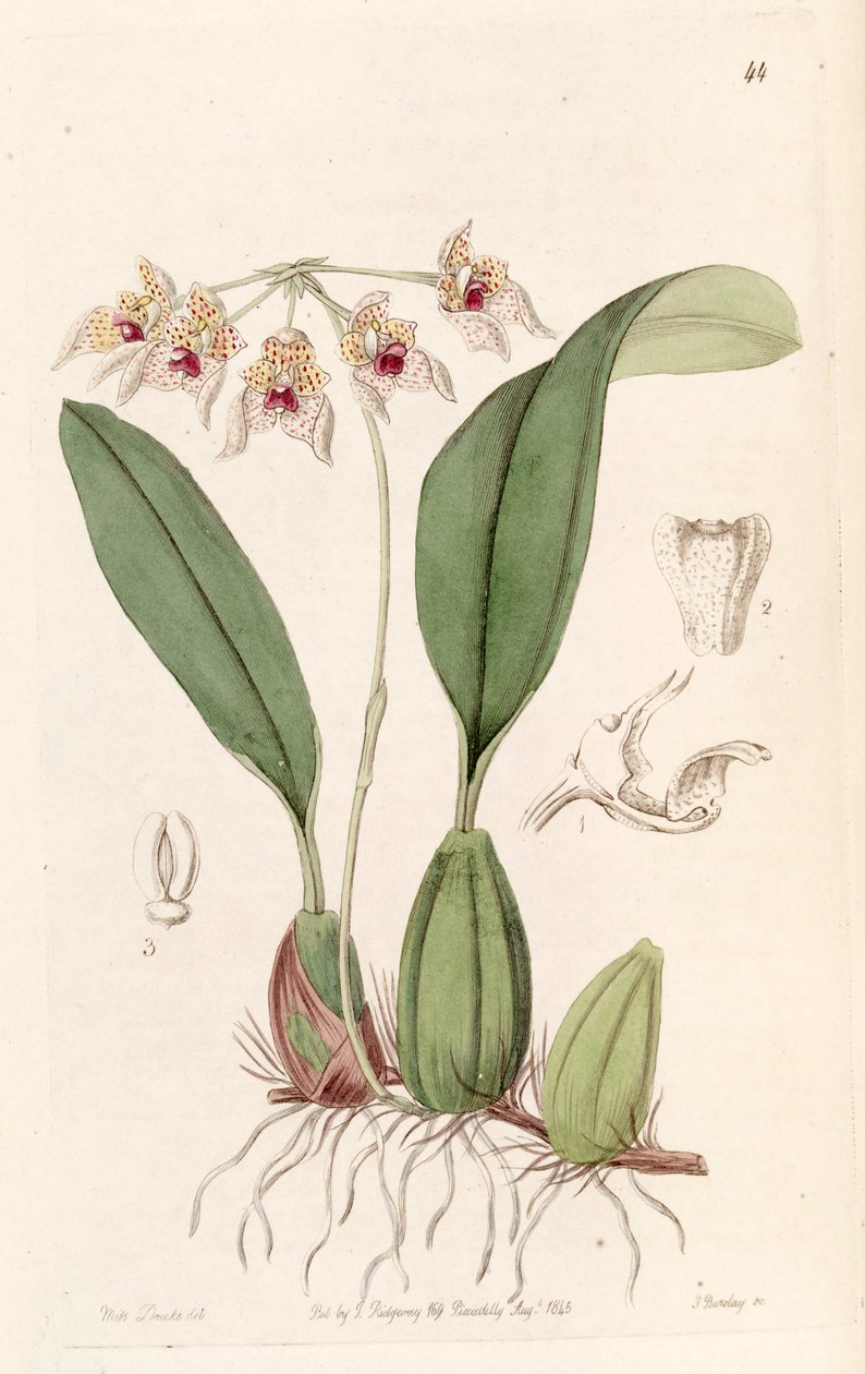 Bulbophyllum umbellatum (Bolbophyllum umbellatum yazıldığından) by Miss Drake