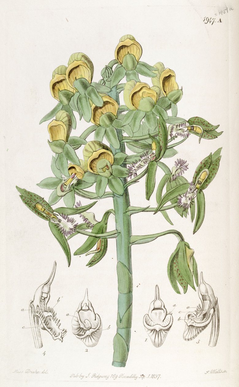 Catasetum cristatum, dişi çiçekler (üstte) ve erkek çiçeklerle (altta).   John Lindley tarafından hatalı olarak Monochanthus cristatus ve Myanthus cristatus olarak tanımlanmıştır. by Miss Drake