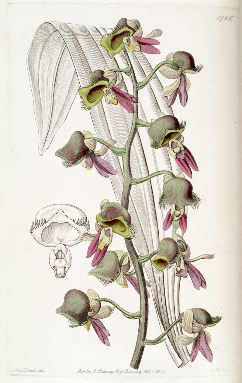 Catasetum renk değişikliği (sin. Monachanthus renk değişikliği olarak) by Miss Drake