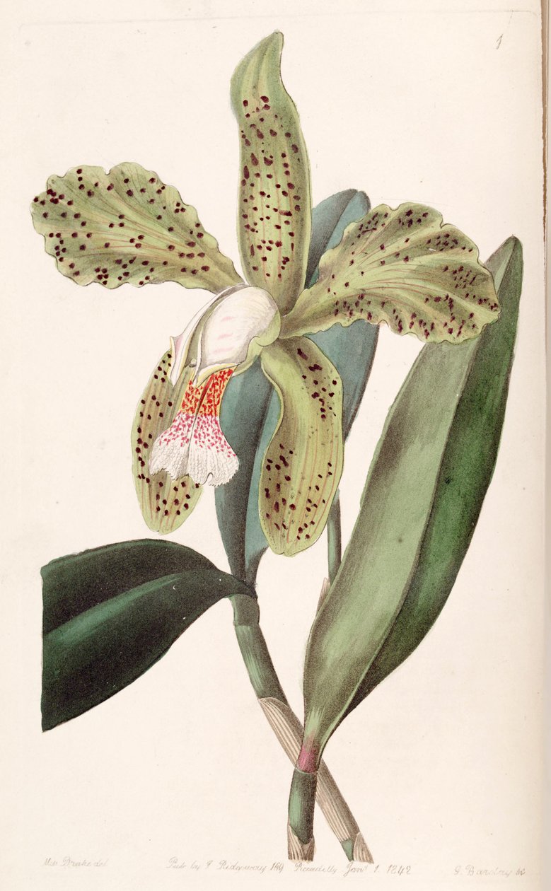 Cattleya granulosa by Miss Drake