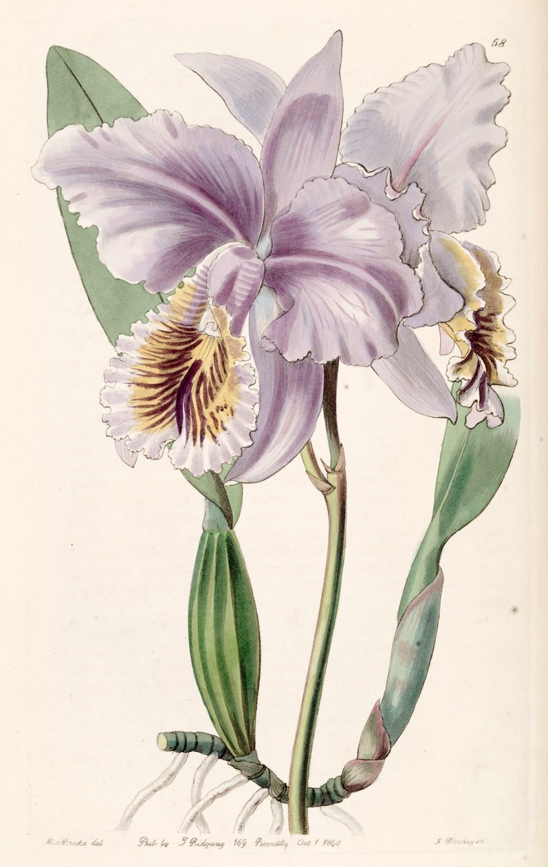 Cattleya mossiae (sin. Cattleya labiata var. Mossiae olarak) by Miss Drake