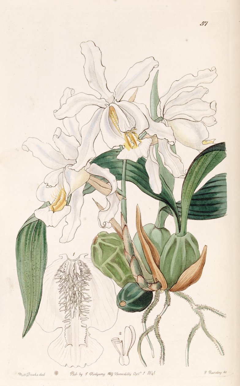 Coelogyne cristata by Miss Drake