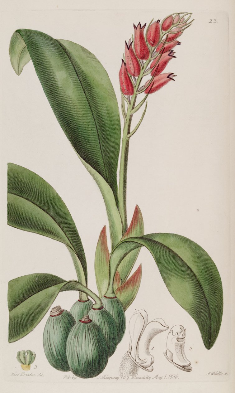 kriptochilus sanguineus by Miss Drake
