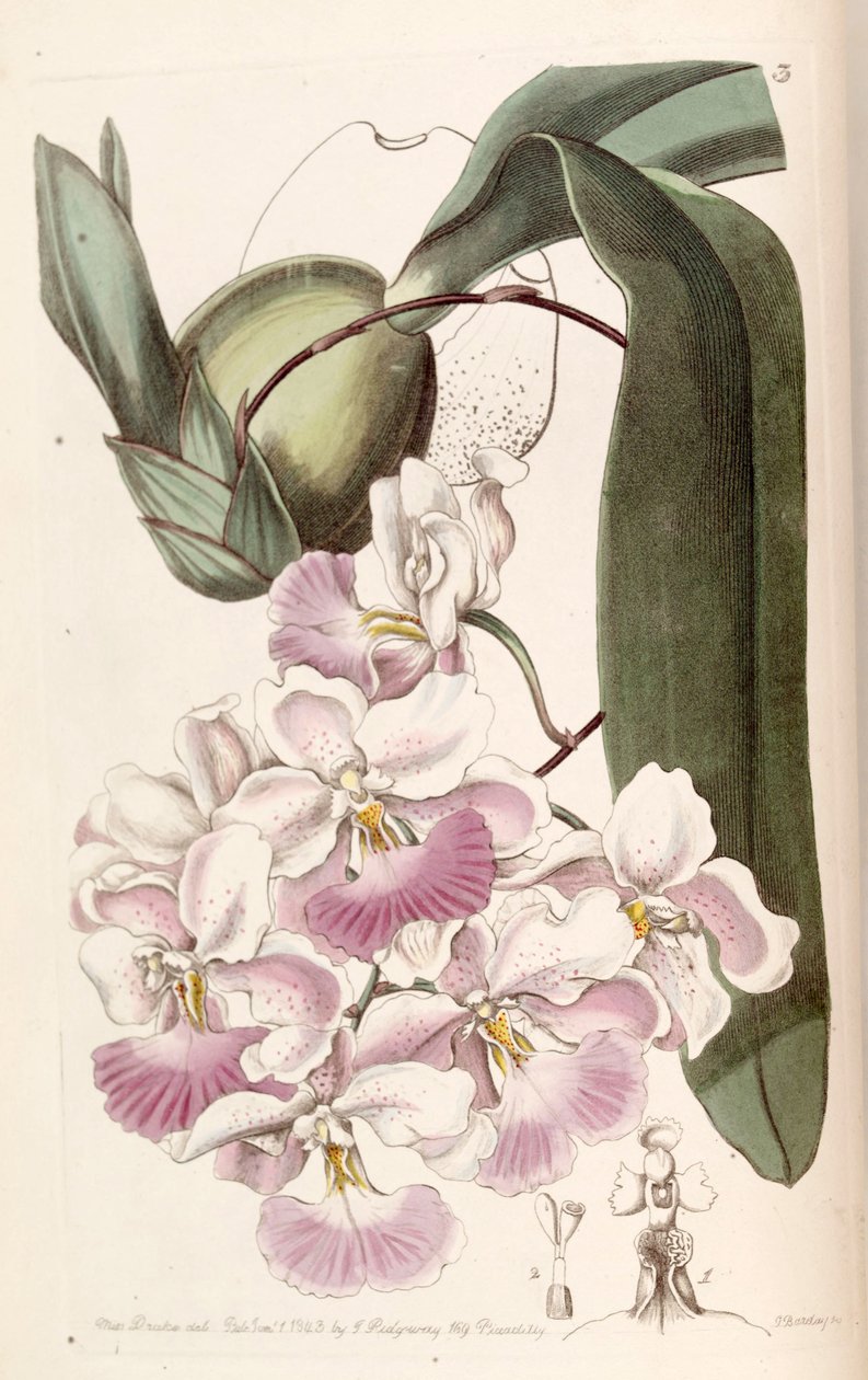 Cuitlauzina pendula (sensin. Odontoglossum citrosmum olarak) by Miss Drake