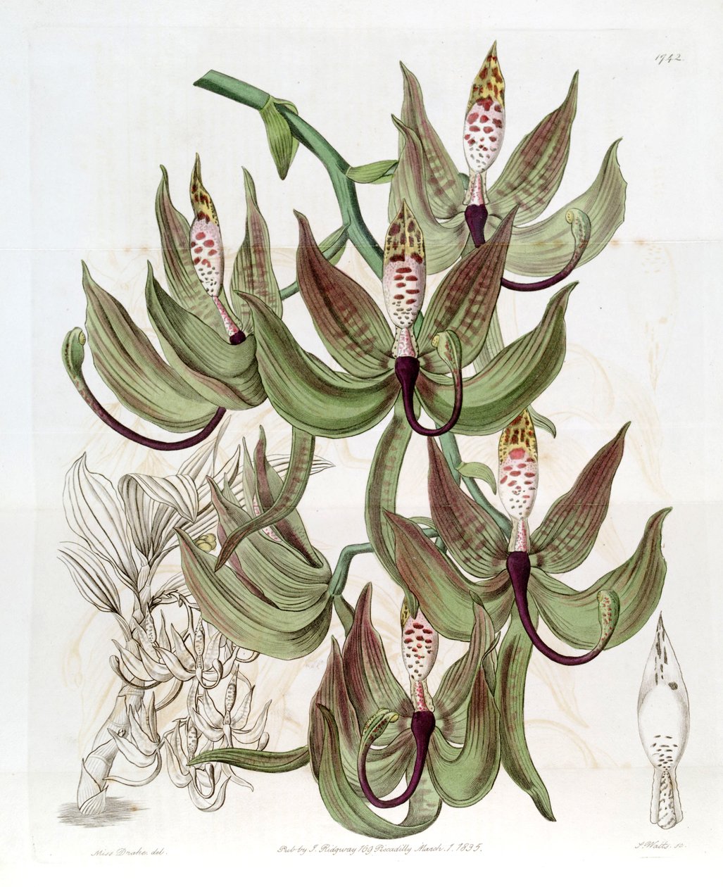 Cycnoches loddigesii by Miss Drake