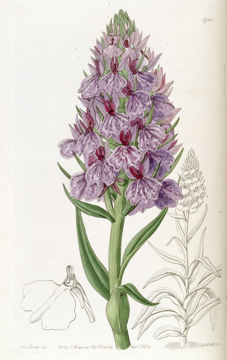 Dactylorhiza foliosa (sin. Orchis foliosa olarak) by Miss Drake