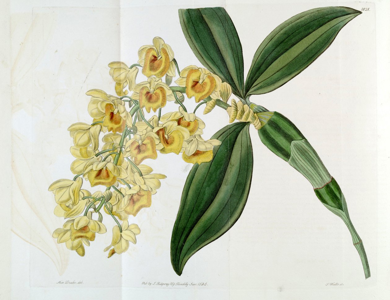 Dendrobium densiflorum by Miss Drake