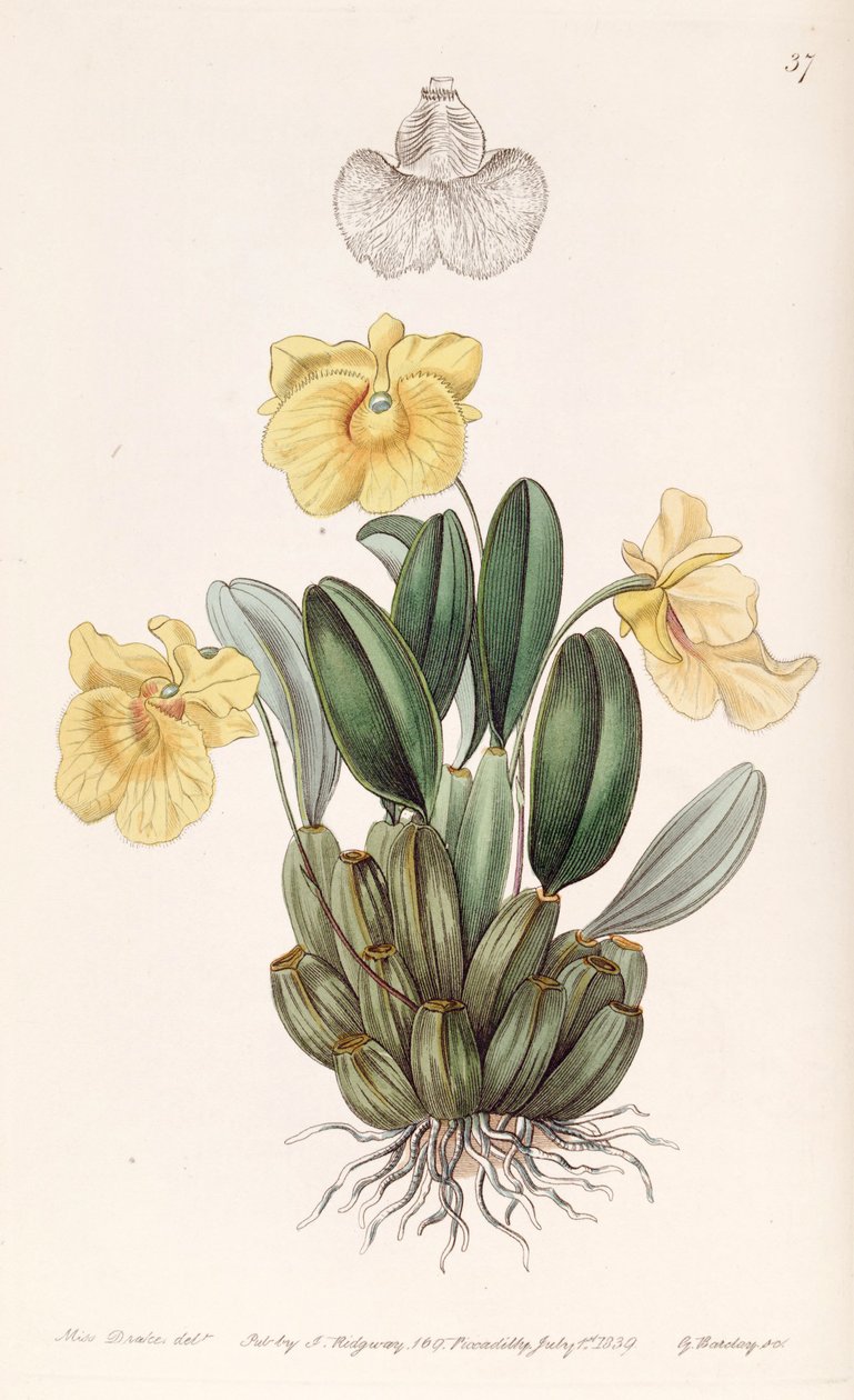 Dendrobium jenkinsii by Miss Drake