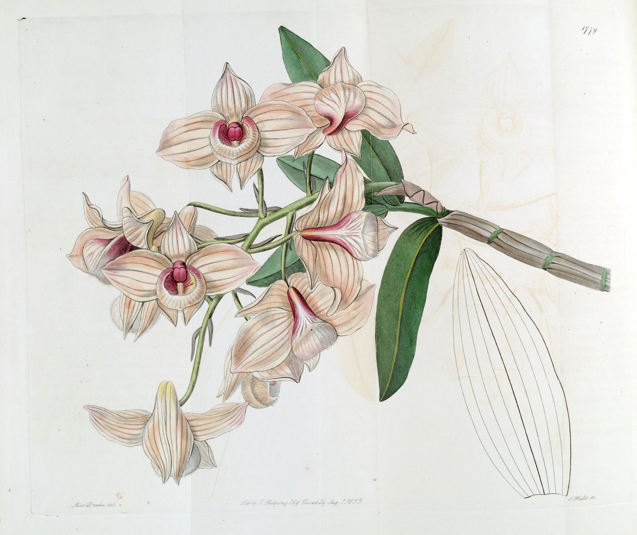 Dendrobium moschatum (sendrobium cupreum olarak) by Miss Drake