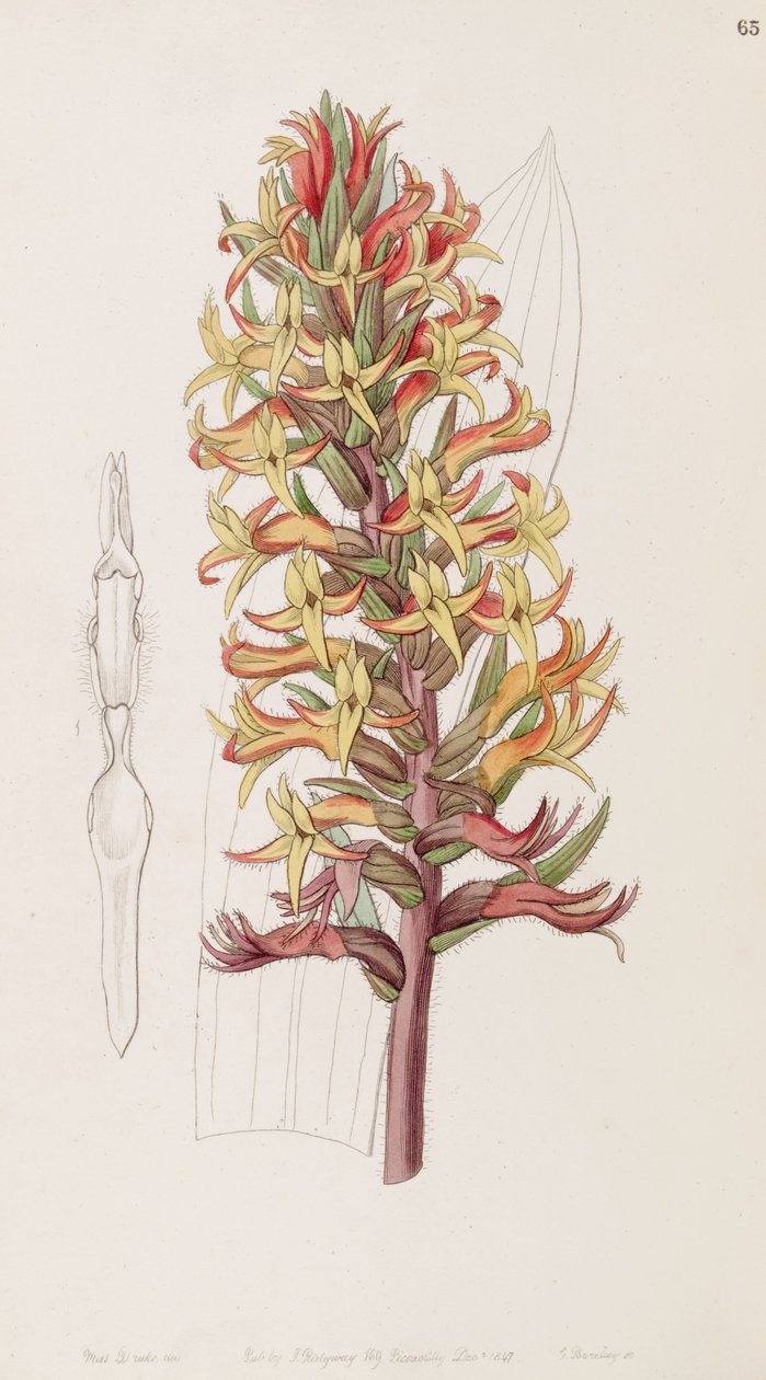 Dichromanthus cinnabarinus (Syn. Stenorrhynchos cinnabarinum olarak, Lindley tarafından Stenorhynchus cinnabarinus olarak yazıldığından) by Miss Drake