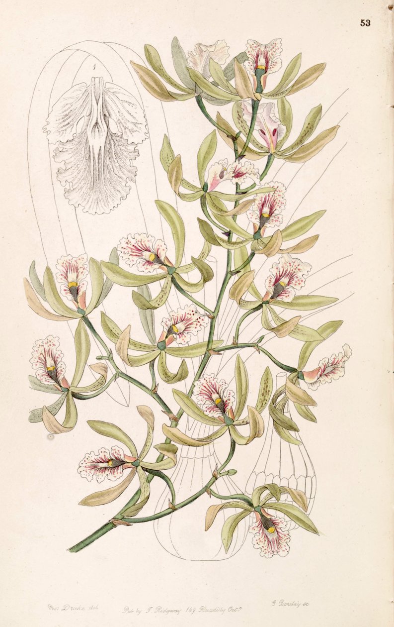 Encyclia ambigua (sensin. Epidendrum alatum olarak) by Miss Drake