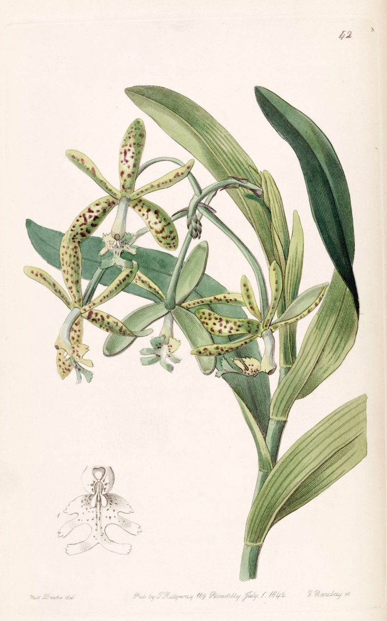 Epidendrum cristatum (sensin. Epidendrum raniferum olarak) by Miss Drake