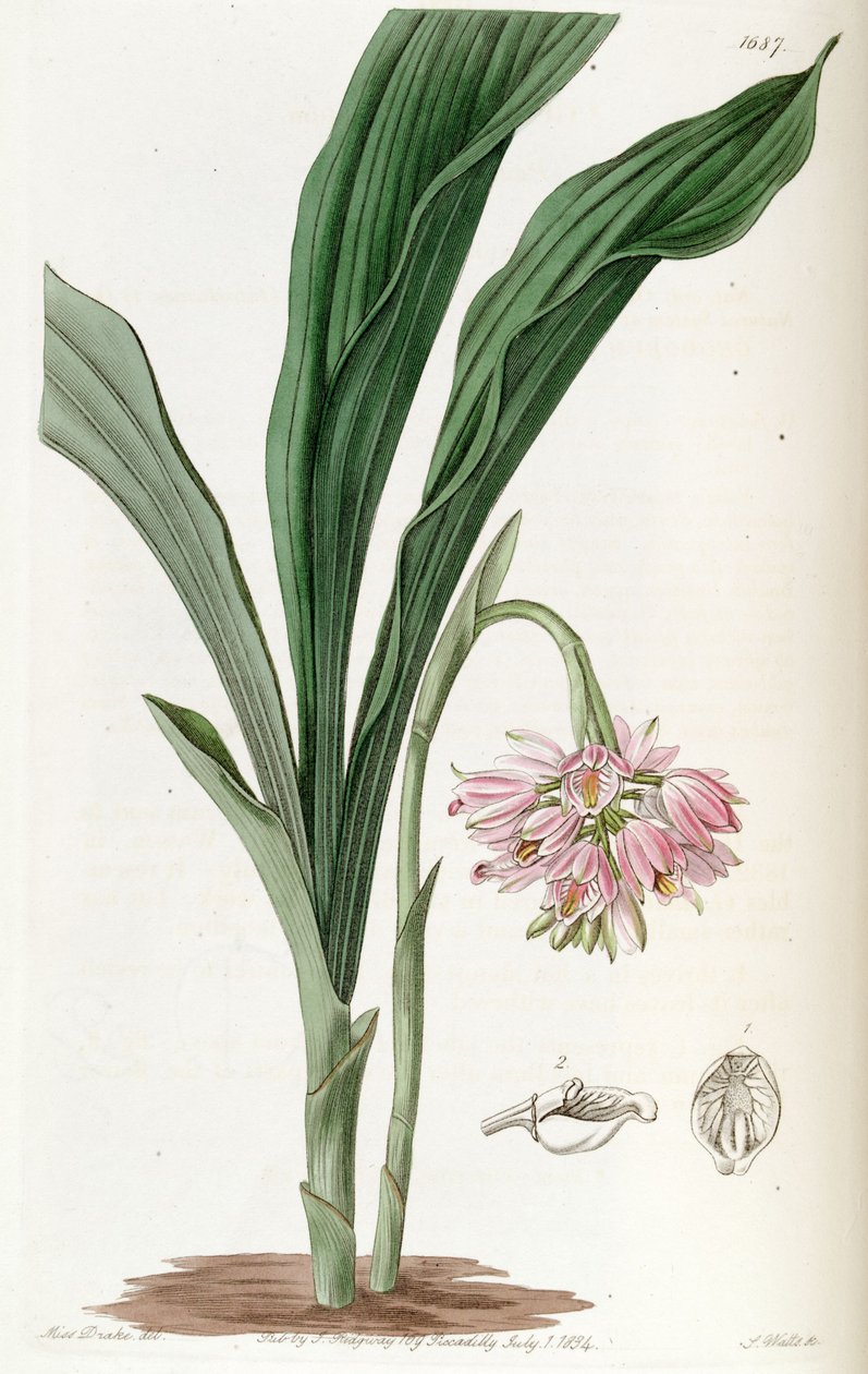 Geodorum densiflorum (sin. by Miss Drake
