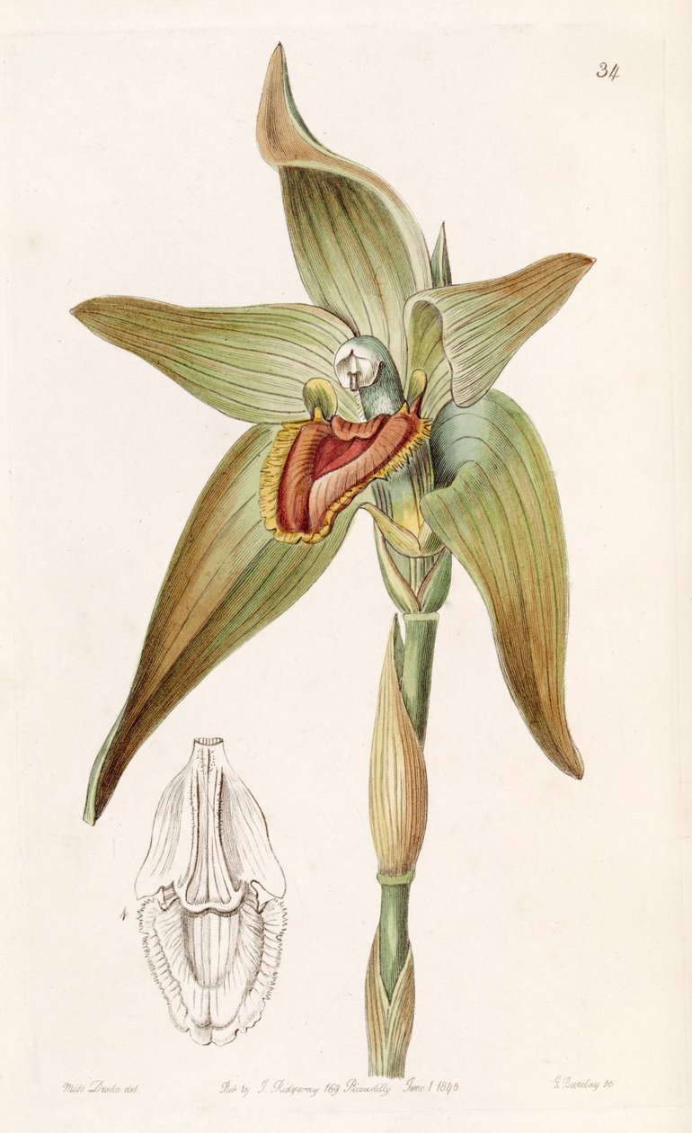 Ida gigantea veya Sudamerlycaste gigantea (sin. Lycaste gigantea olarak) by Miss Drake