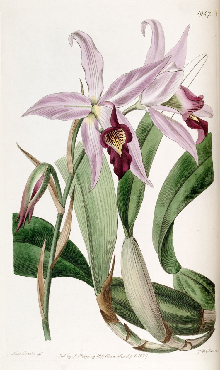 Laelia anceps (sin. Laelia anceps var. Barkeriana olarak) by Miss Drake