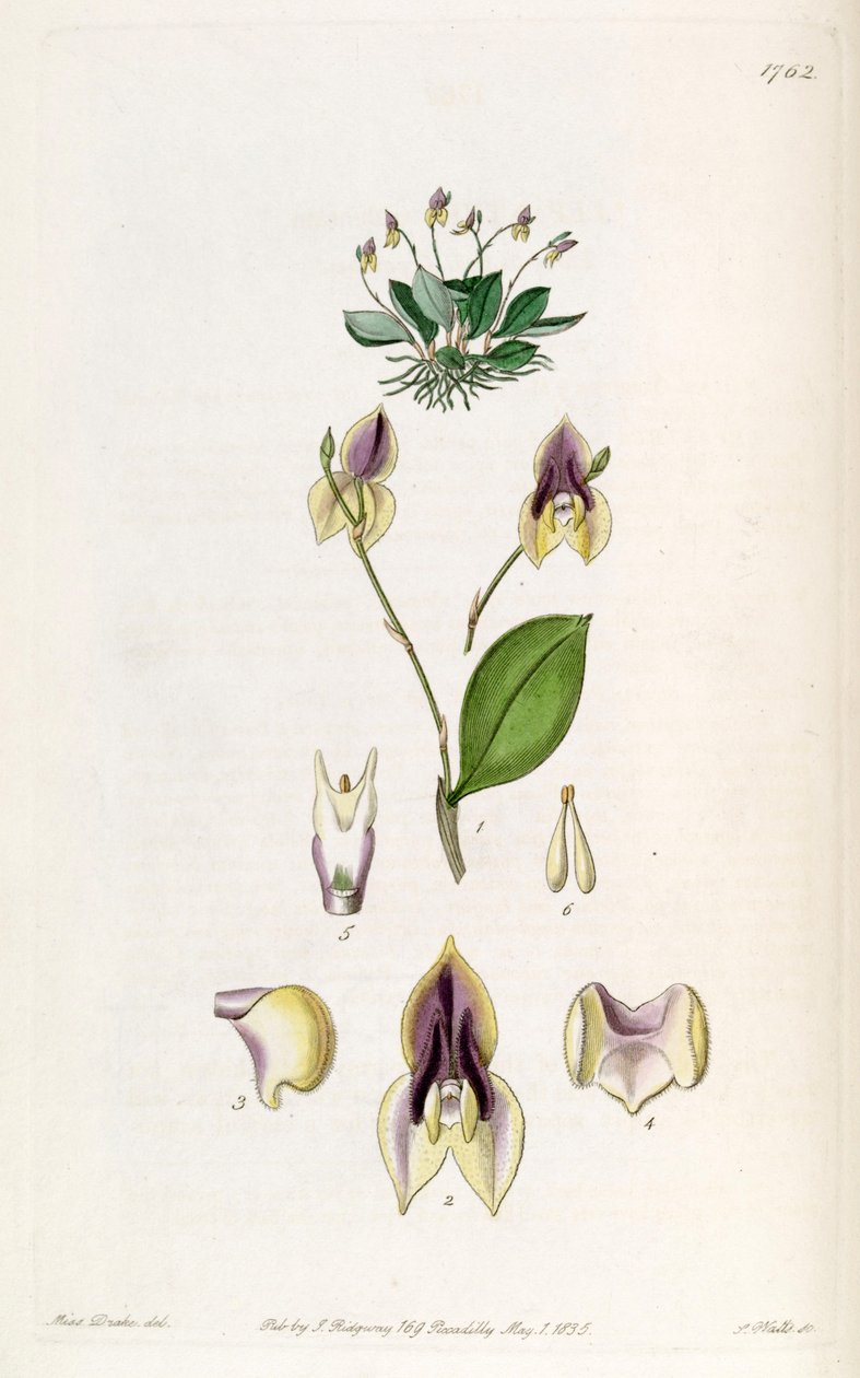 Lepanthes tridentata by Miss Drake
