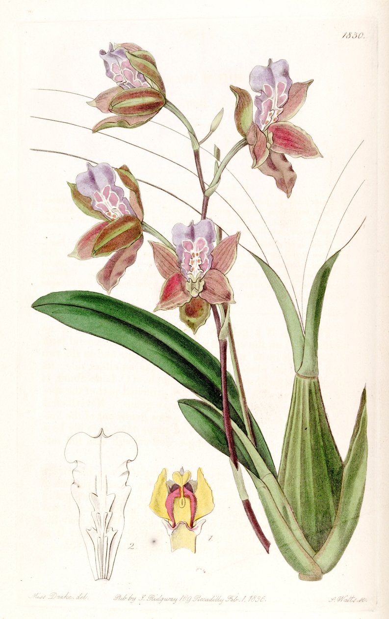 Miltonia russelliana (sin. Oncidium russellianum