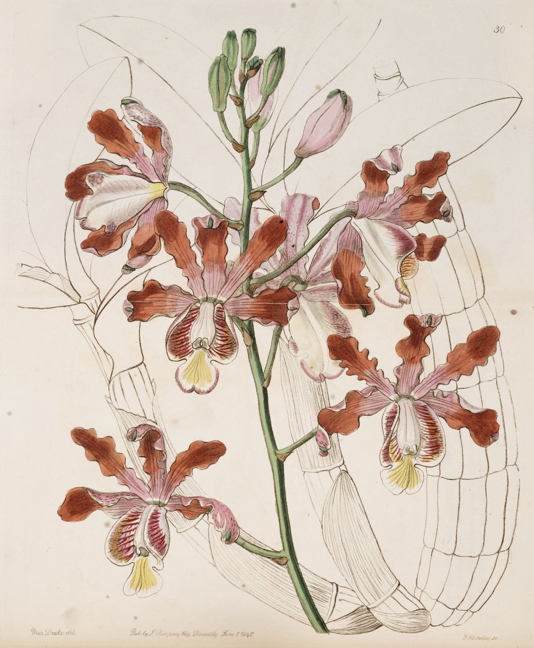 Myrmecophila grandiflora (sin. Schomburgkia flutis var. grandiflora olarak) by Miss Drake