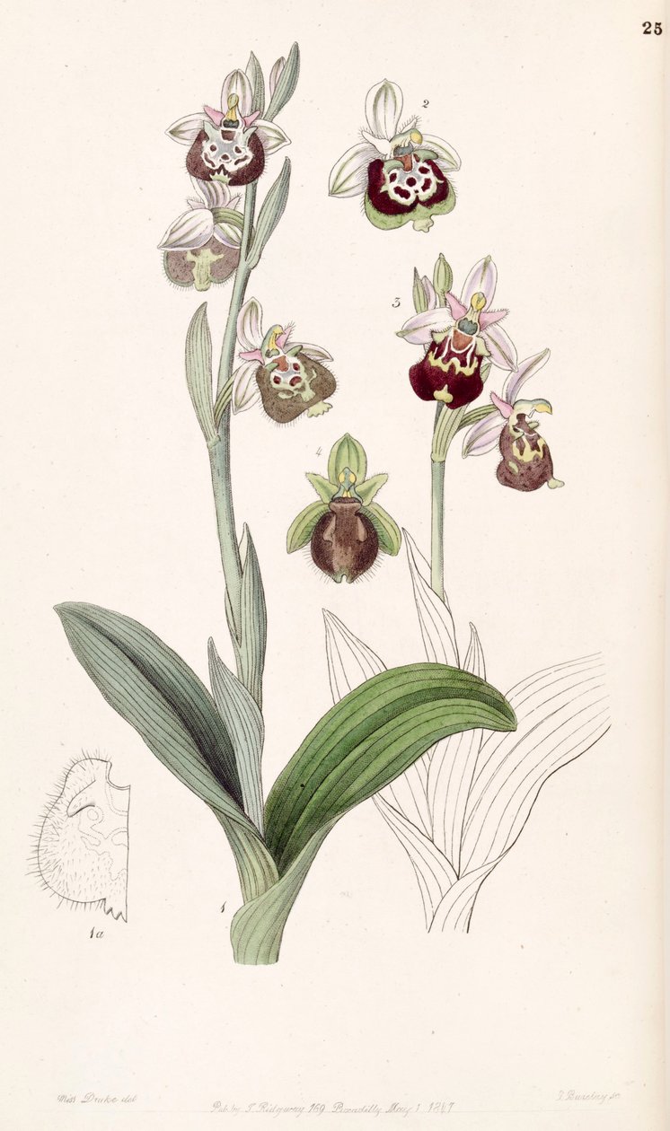 Ophrys fuciflora veya Ophrys holoserica by Miss Drake
