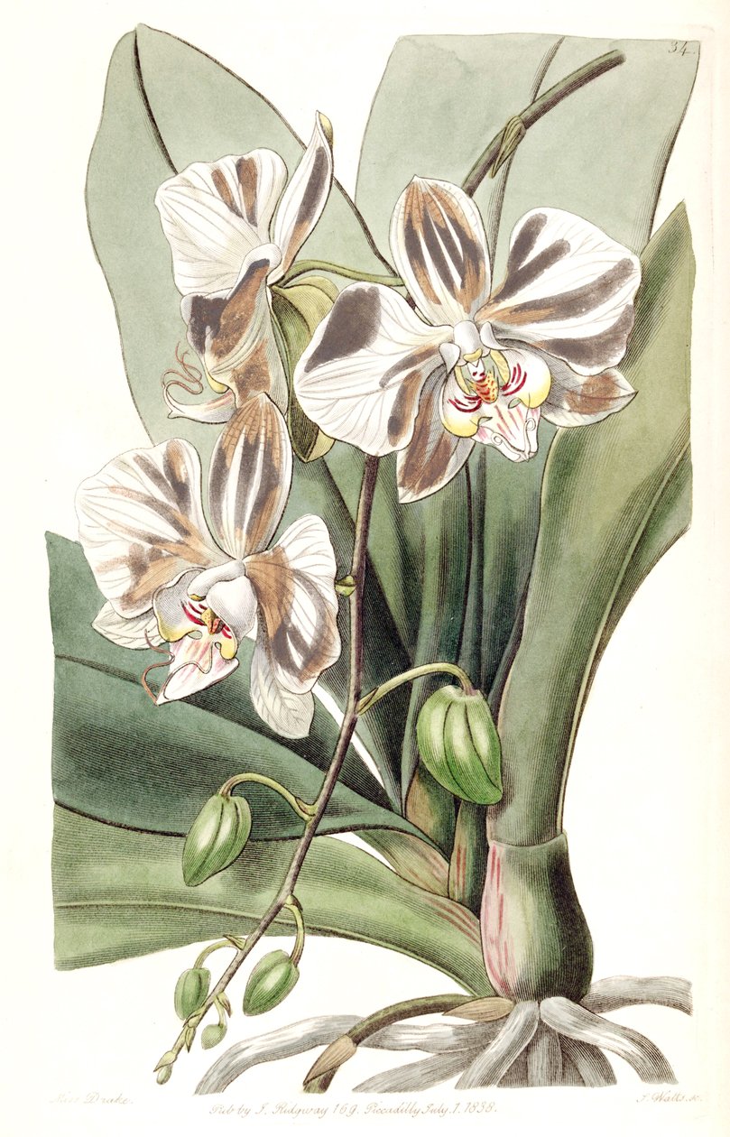 Phalaenopsis afrodit subsp. afrodit (sin. Phalaenopsis amabilis Lindl. (1838), ad. illeg. by Miss Drake