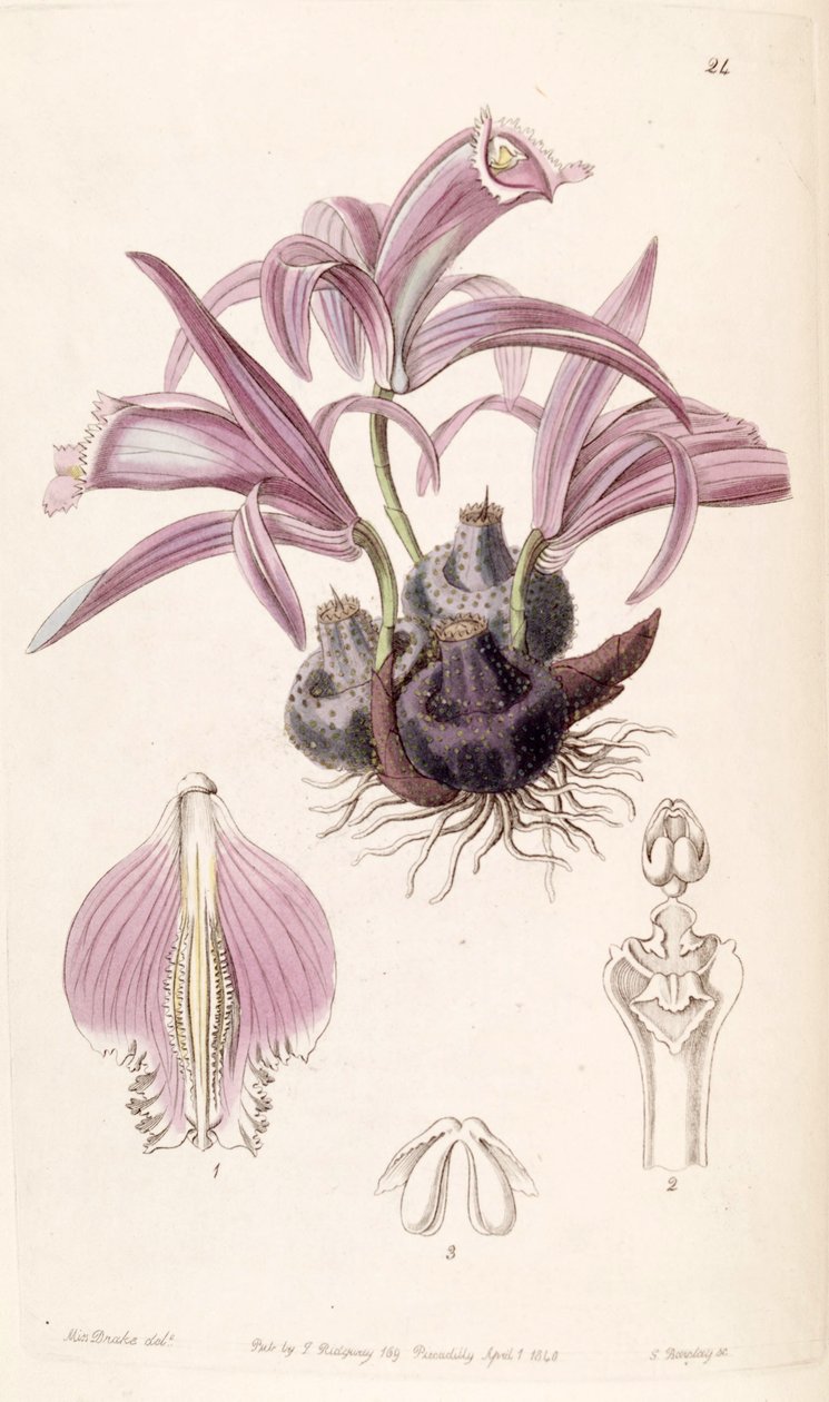 Pleione praecox (sensin. Coelogyne wallichiana olarak) by Miss Drake