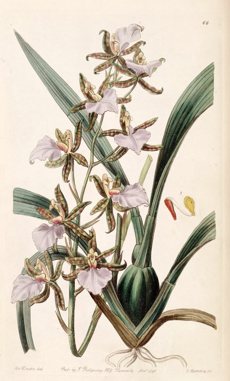 Rhynchostele bictoniensis veya Odontoglossum bictoniense by Miss Drake