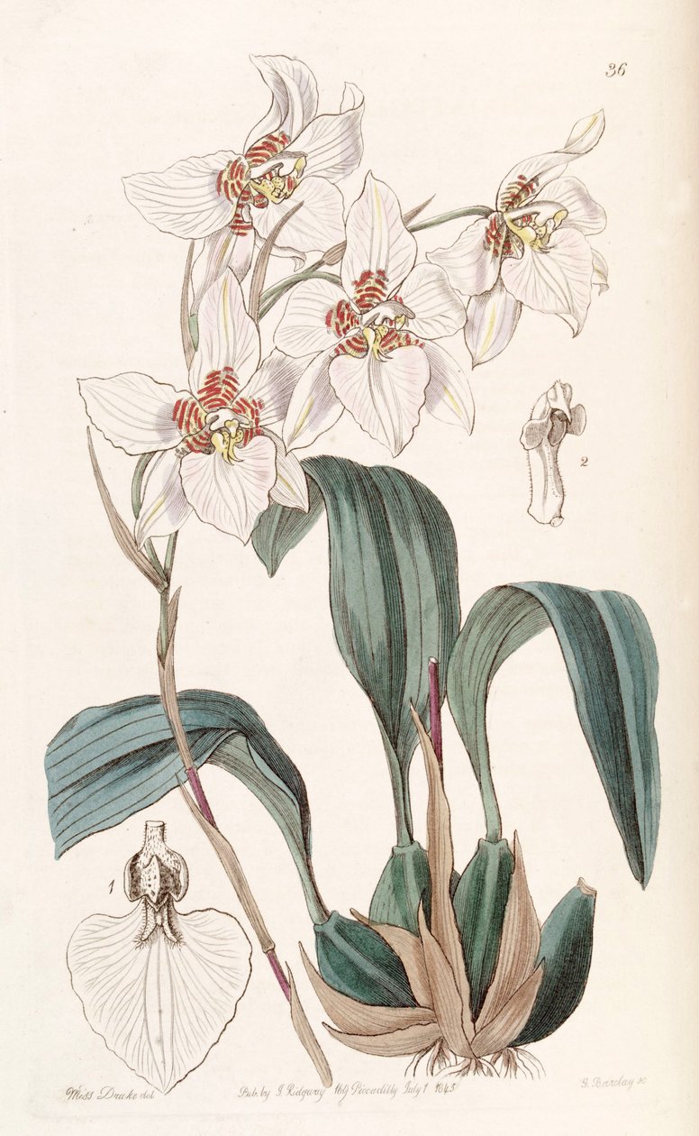 Rhynchostele cervantesii (sin. Odontoglossum cervantesii olarak) by Miss Drake