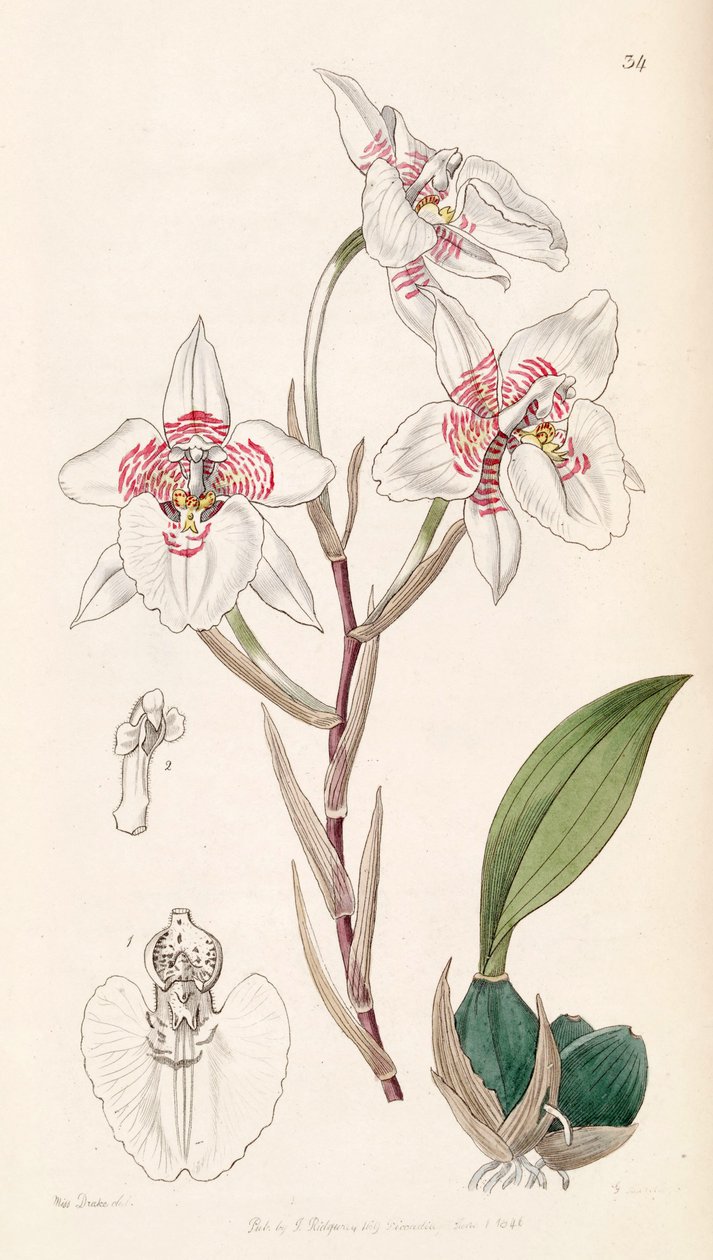 Rhynchostele cervantesii (as syn. Odontoglossum membranaceum) by Miss Drake