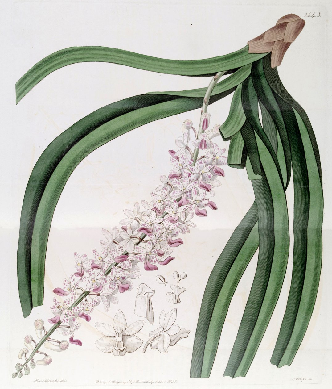 Rhynchostylis retusa (sens. Eulophia mackaiana olarak) by Miss Drake