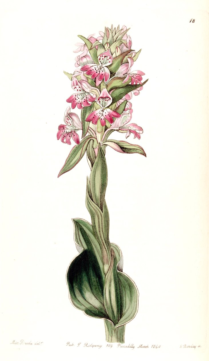 Satyrium erectum (sensin. Satyrium pustulatum olarak) by Miss Drake