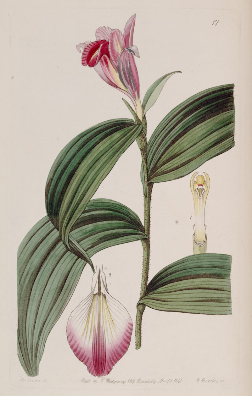 Sobralia süsler by Miss Drake