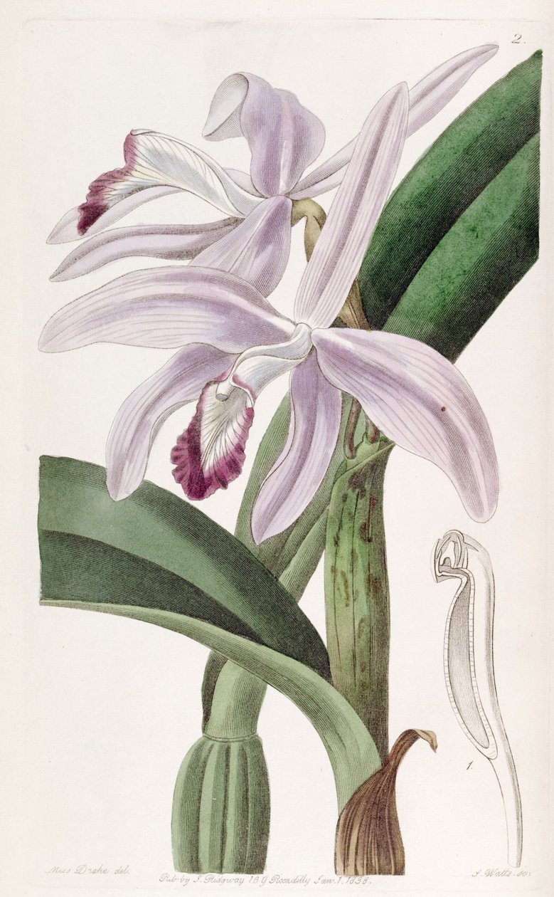 Sophronitis Perrinia (Cattleya Perrinia